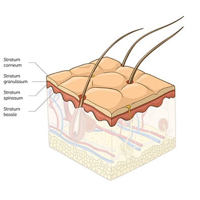 The epidemis