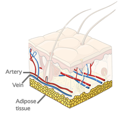 Subcutaneous tissue